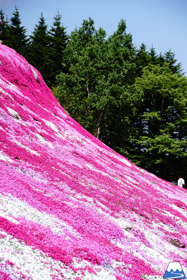 倶知安旭ヶ丘スキー場と三島さん家の芝桜の丘。